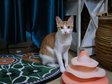 A Quiet Kindness: How Oliver the Orange Cat Found His Way Home