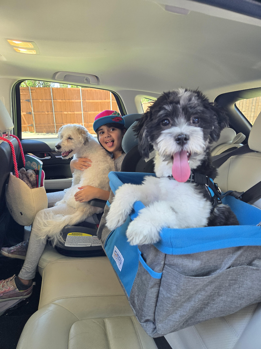 Max und Domino: Eine herzerwärmende Geschichte über Liebe und Treue