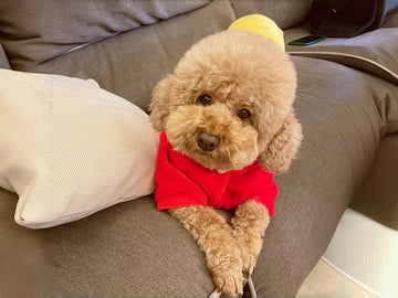 He Was Lying Under a Tree — Until Someone Stopped