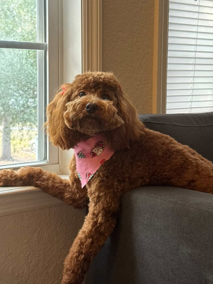 Maple, unser kleiner Wächter 