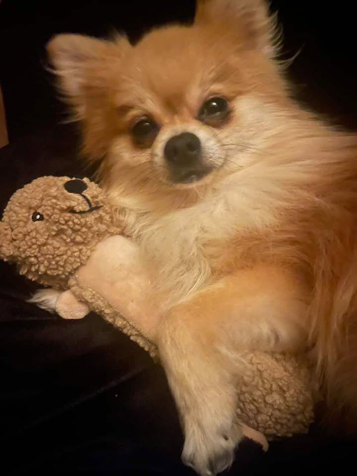 Snickers, Bear Bear &amp; Shado