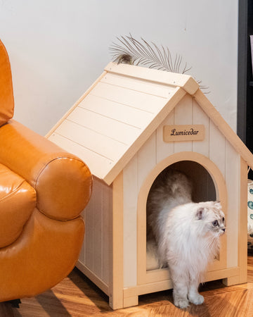 A Cozy Corner for Every Paw