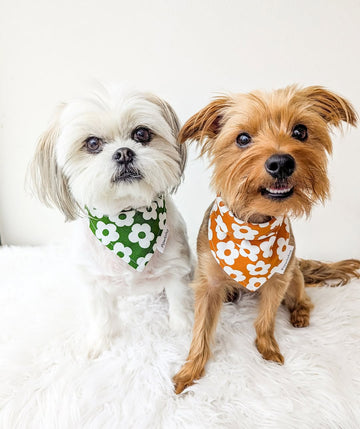 Trixie, Our Brave Girl